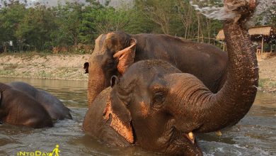 پارک طبیعی فیل ها چیانگ مای