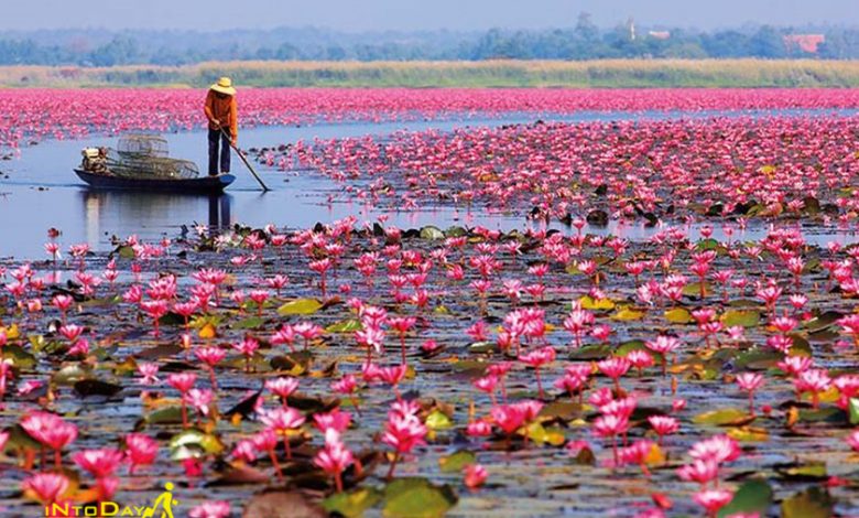 دریاچه نیلوفر قرمز تایلند