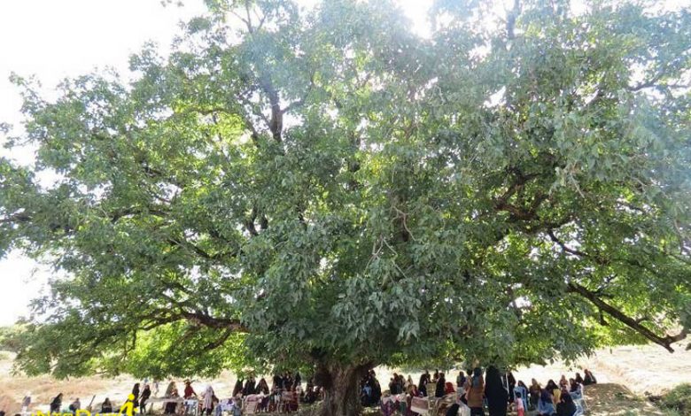 درخت گردوی فارسیان