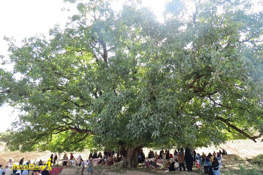 درخت گردوی فارسیان