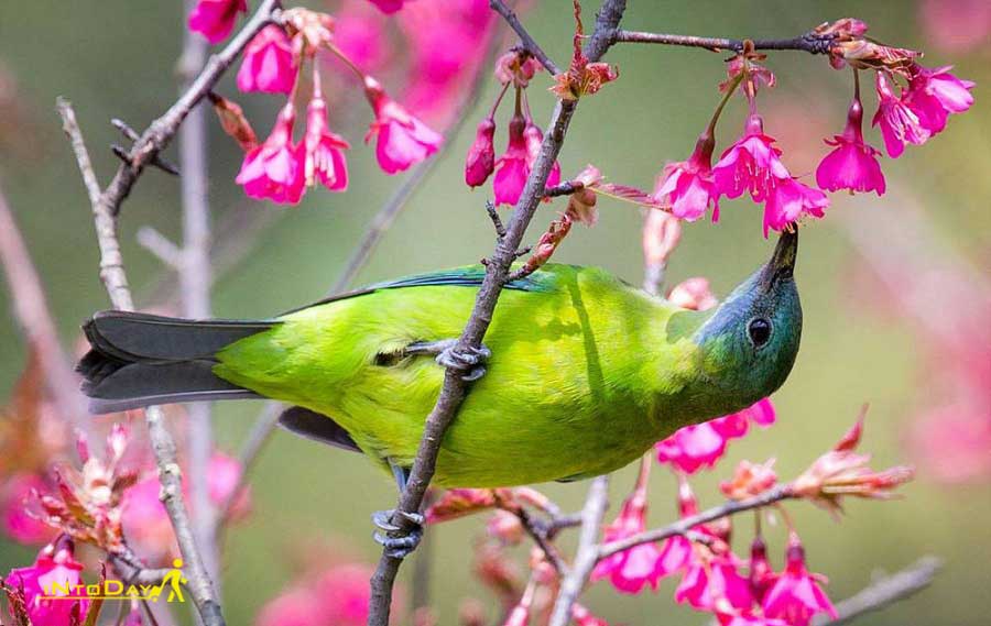 تصاویر فصل بهار و پرنده ها