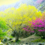 طبیعت دره ارغوان مشهد