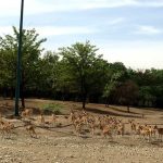 حیات وحش پارک چیتگر