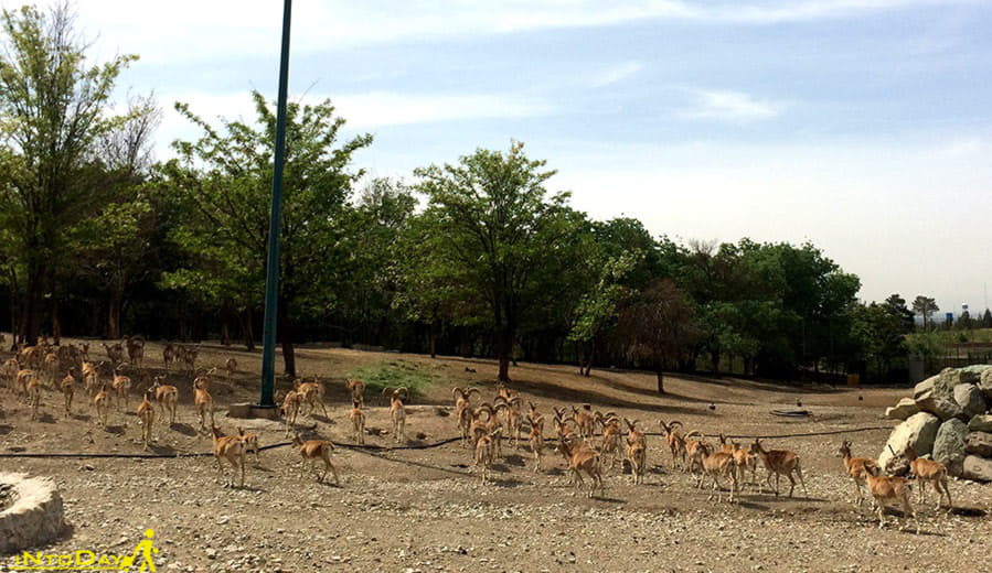 حیات وحش پارک چیتگر