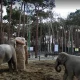 فیل آسیایی باغ وحش ارم تهران