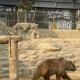 خرس قهوه‌ای در باغ وحش ارم تهران