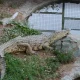 تمساح گاندو در باغ وحش ارم تهران