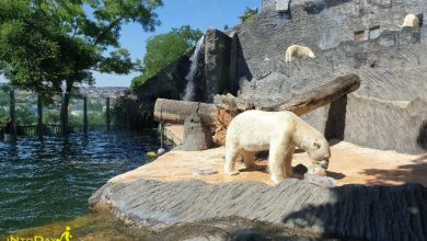 خرس قطبی در باغ وحش پراگ
