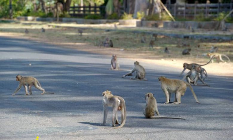 میمون های پارک گیاه شناسی دون چائو چاروئن