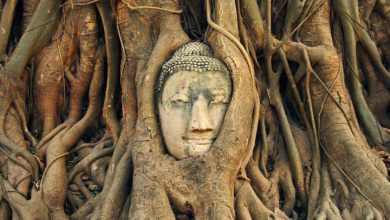 تندیس بودای درختی معبد ماهاتات آیوتایا
