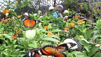 تصاویر باغ پروانه انتوپیا پنانگ