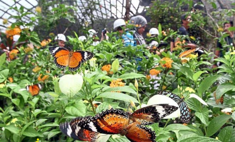 تصاویر باغ پروانه انتوپیا پنانگ