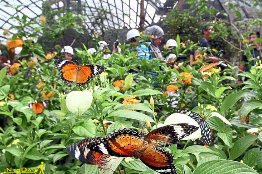 انتوپیا باغ پروانه پنانگ | گون ها، تصاویر و مسیریابی ☀️ این تودی
