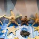 ستاره دریایی در موزه صدف اصفهان
