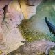 تمساح آکواریم زیر آبی دبی مال