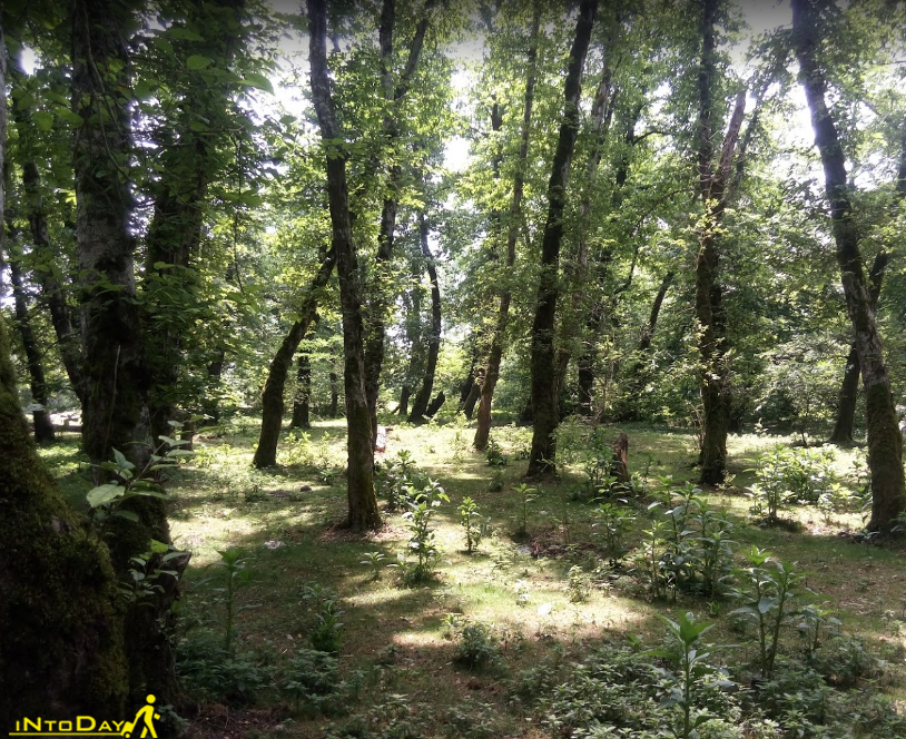 پارک جنگلی اشپلا انزلی