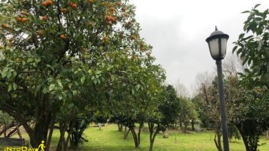 باغ نارنج لاهیجان