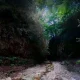 جنگل اطراف آبشار سنگ نو