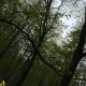 جنگل دارابکلا میاندورود