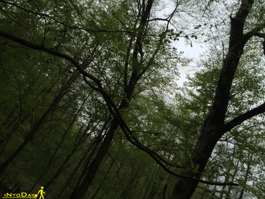 جنگل دارابکلا میاندورود