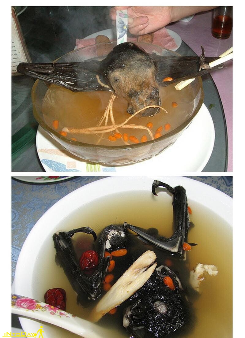 سوپ خفاش از چندش ترین غذاهای دنیا