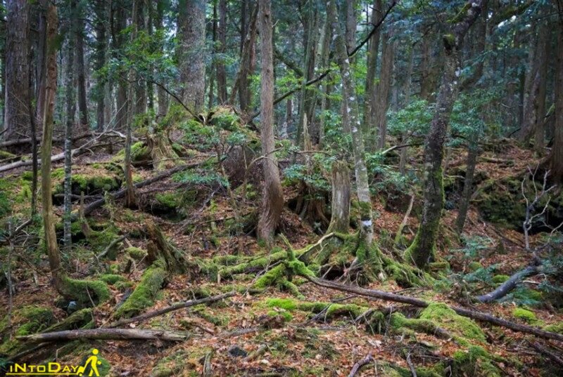 جنگل خودکشی از ترسناک ترین مکان های دنیا
