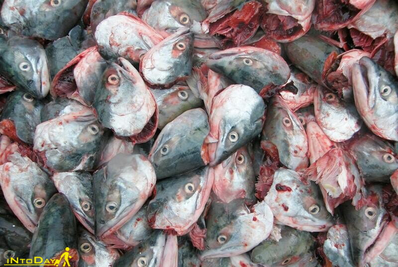 کله ماهی سالمون فاسد شده از چندش ترین غذاهای جهان