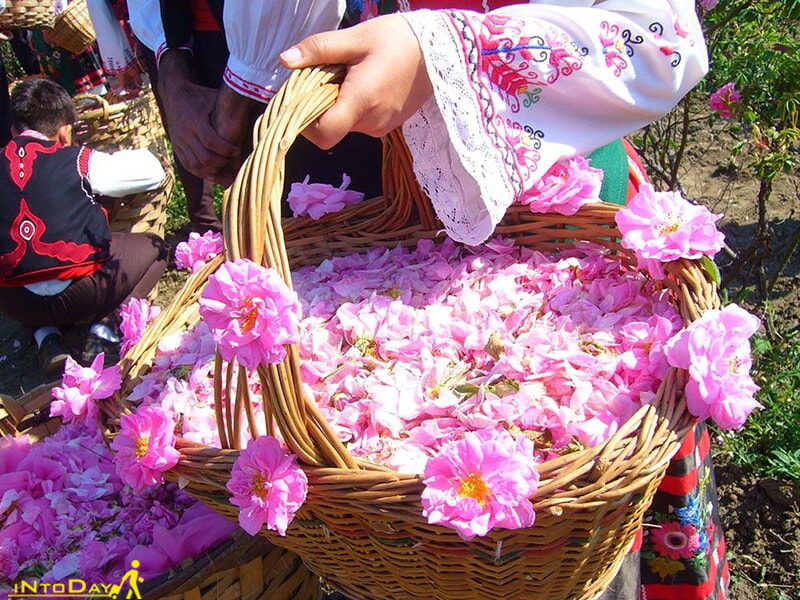 تاریخ جشنواره گلاب گیری کاشان، قمصر و مناطق اطراف