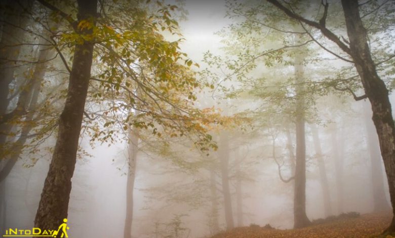 مه گرفتگی در جنگل هیرکانی
