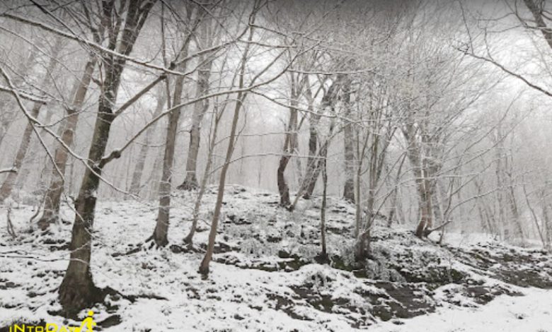 بارش برف در پارک جنگلی امام رضا