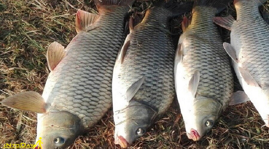 13 - فلس ماهی کپور نماد خوش شانسی اروپای شرقی