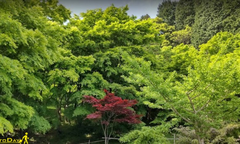 باغ کاواچی فوجی ژاپن