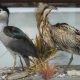 پرندگان تاکسیدرمی شده موزه تاریخ طبیعی اردبیل