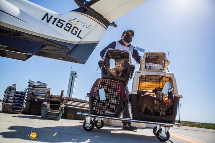 فرمول هزینه حمل حیوانات با هواپیما