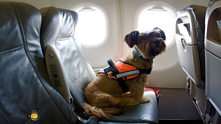 قوانین حمل حیوان با هواپیما به صورت کارگو و همراه مسافر