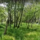 بوستان جنگلی غدیر مشهد در بهار