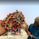 شترسواری در ساحل کایت قشم