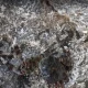 گونه‌های ساحل خرچنگ سیاه کیش