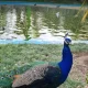 طاووس‌های باغ پرندگان اصفهان
