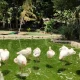 فلامینگوهای باغ پرندگان اصفهان