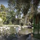 اردک‌های سیاه باغ پرندگان اصفهان