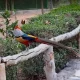 پرندگان دیدنی باغ پرندگان اصفهان