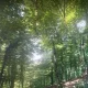 جنگل کیاسر در بهار