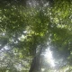 درختان سرسبز جنگل کیاسر