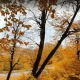جنگل کیاسر در پاییز