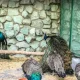 طاووس‌های باغ وحش پارک ملت تهران