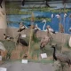 بخش تاکسیدرمی موزه تاریخ طبیعی ارومیه
