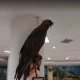عقاب خشک شده موزه تاریخ طبیعی ارومیه