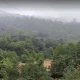 جنگل‌های اطراف آبشار سمبی