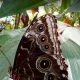 پارک پروانه‌های جزیره النور شارجه